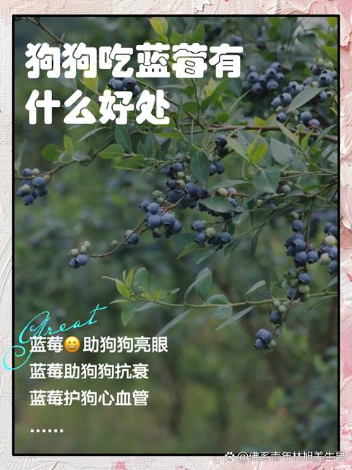 狗狗可以吃蓝莓吗_狗狗能吃的前十水果