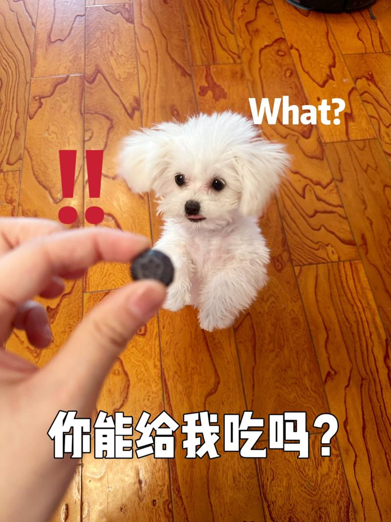 狗狗可以吃蓝莓吗_狗狗能吃的前十水果-第6张图片-后鲨宠物
