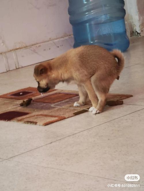 狗狗可以吃芝麻吗_小狗狗可以吃芝麻吗