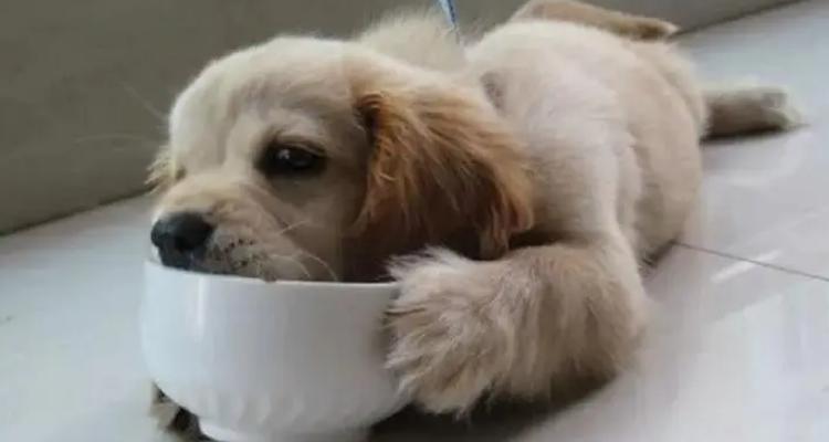 狗狗可以吃芝麻吗_小狗狗可以吃芝麻吗-第3张图片-后鲨宠物 狗狗可以吃芝麻吗_小狗狗可以吃芝麻吗-第3张图片-后鲨宠物