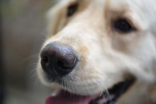 狗狗可以吃芝麻吗_小狗狗可以吃芝麻吗-第4张图片-后鲨宠物 狗狗可以吃芝麻吗_小狗狗可以吃芝麻吗-第4张图片-后鲨宠物