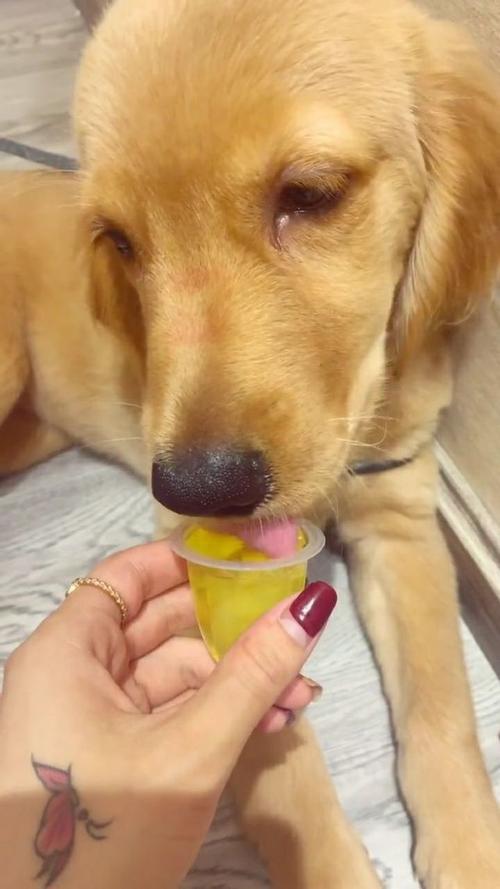 狗狗可以吃果冻吗,狗狗可以吃果冻吗怎么吃?-第2张图片-后鲨宠物 狗狗可以吃果冻吗,狗狗可以吃果冻吗怎么吃?-第2张图片-后鲨宠物