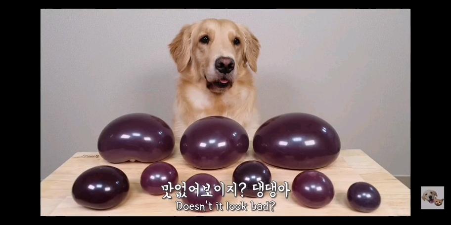 狗狗可以吃果冻吗,狗狗可以吃果冻吗怎么吃?-第4张图片-后鲨宠物 狗狗可以吃果冻吗,狗狗可以吃果冻吗怎么吃?-第4张图片-后鲨宠物