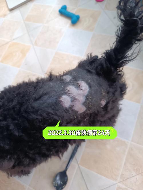 狗狗皮肤真菌感染怎么办,狗狗皮肤真菌感染好治疗吗?-第2张图片-后鲨宠物 狗狗皮肤真菌感染怎么办,狗狗皮肤真菌感染好治疗吗?-第2张图片-后鲨宠物