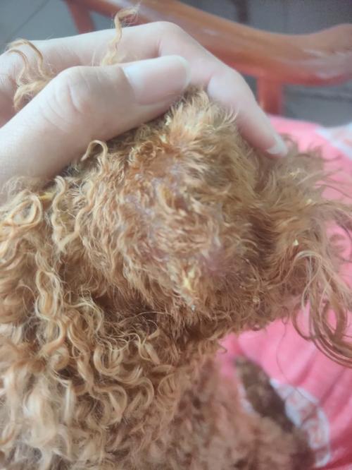 狗狗皮肤真菌感染怎么办,狗狗皮肤真菌感染好治疗吗?-第3张图片-后鲨宠物 狗狗皮肤真菌感染怎么办,狗狗皮肤真菌感染好治疗吗?-第3张图片-后鲨宠物