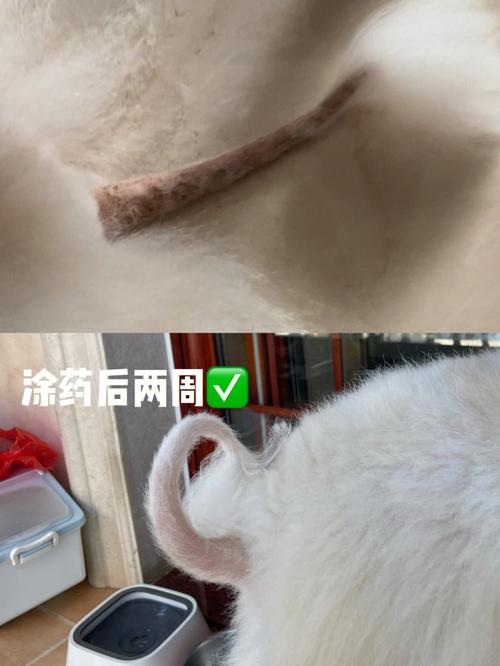 狗狗皮肤真菌感染怎么办,狗狗皮肤真菌感染好治疗吗?-第5张图片-后鲨宠物 狗狗皮肤真菌感染怎么办,狗狗皮肤真菌感染好治疗吗?-第5张图片-后鲨宠物