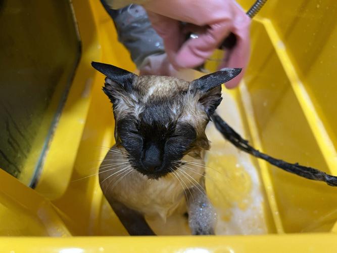 猫咪怕吹风机怎么办,猫咪非常怕吹风机怎么办-第2张图片-后鲨宠物 猫咪怕吹风机怎么办,猫咪非常怕吹风机怎么办-第2张图片-后鲨宠物