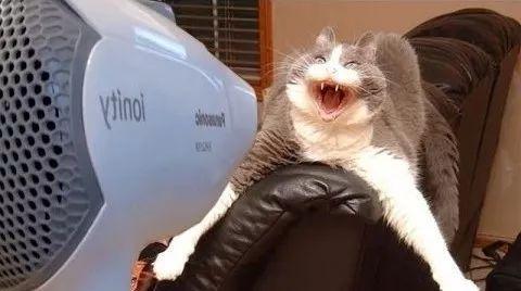 猫咪怕吹风机怎么办,猫咪非常怕吹风机怎么办-第3张图片-后鲨宠物 猫咪怕吹风机怎么办,猫咪非常怕吹风机怎么办-第3张图片-后鲨宠物