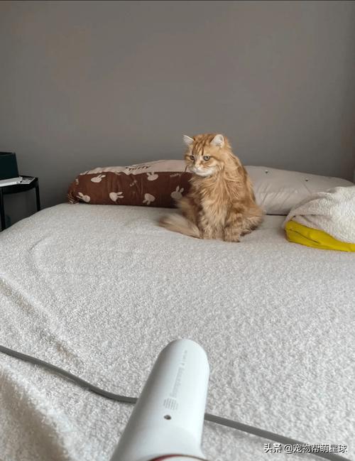 猫咪怕吹风机怎么办,猫咪非常怕吹风机怎么办-第4张图片-后鲨宠物 猫咪怕吹风机怎么办,猫咪非常怕吹风机怎么办-第4张图片-后鲨宠物