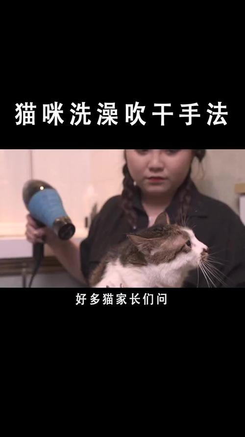 猫咪怕吹风机怎么办,猫咪非常怕吹风机怎么办-第5张图片-后鲨宠物 猫咪怕吹风机怎么办,猫咪非常怕吹风机怎么办-第5张图片-后鲨宠物