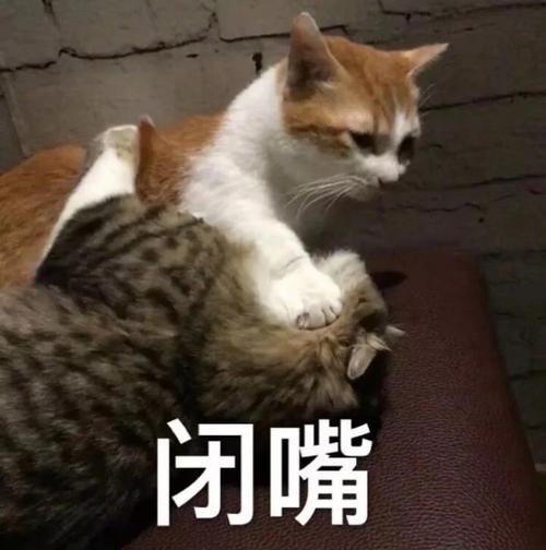 怎样让猫咪不叫，咋样让猫咪不叫？-第2张图片-后鲨宠物