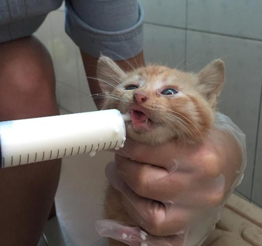 怎样让猫咪不叫，咋样让猫咪不叫？-第3张图片-后鲨宠物