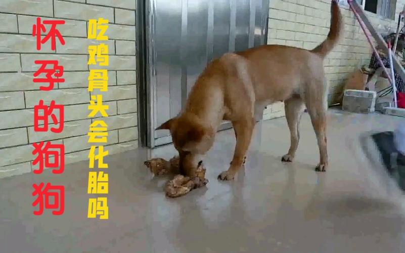  狗狗怀孕能吃鸡骨头吗，狗狗怀孕吃鸡骨头吗会流产吗