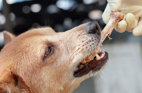 狗狗怀孕能吃鸡骨头吗,狗狗怀孕吃鸡骨头吗会流产吗-第4张图片-后鲨宠物 狗狗怀孕能吃鸡骨头吗,狗狗怀孕吃鸡骨头吗会流产吗-第4张图片-后鲨宠物