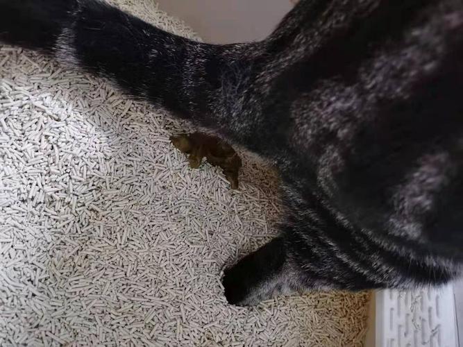 猫咪拉黑色稀屎怎么办，猫拉黑色的稀屎怎么办？