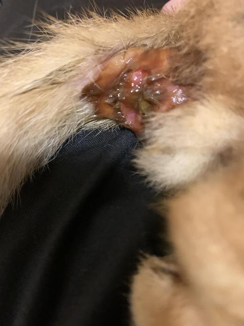 猫咪拉黑色稀屎怎么办，猫拉黑色的稀屎怎么办？-第2张图片-后鲨宠物