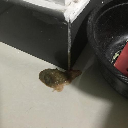 猫咪拉黑色稀屎怎么办，猫拉黑色的稀屎怎么办？-第5张图片-后鲨宠物