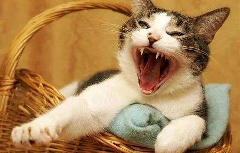 猫咪发情不吃东西，猫咪发情不吃东西会导致白细胞低吗？