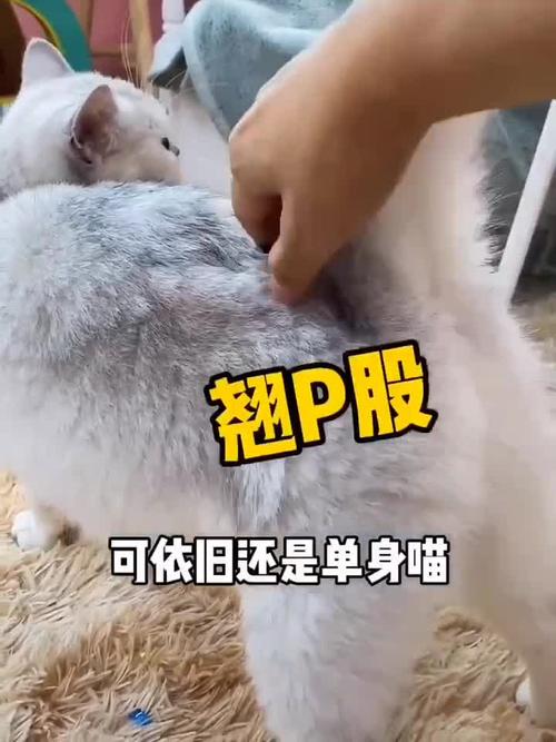 猫咪发情不吃东西,猫咪发情不吃东西会导致白细胞低吗?-第6张图片-后鲨宠物 猫咪发情不吃东西,猫咪发情不吃东西会导致白细胞低吗?-第6张图片-后鲨宠物