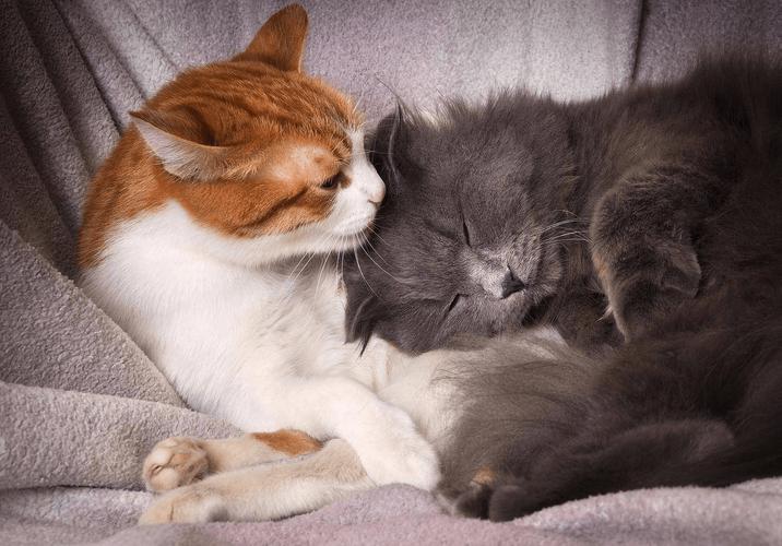 猫咪发情不吃东西,猫咪发情不吃东西会导致白细胞低吗?-第5张图片-后鲨宠物 猫咪发情不吃东西,猫咪发情不吃东西会导致白细胞低吗?-第5张图片-后鲨宠物