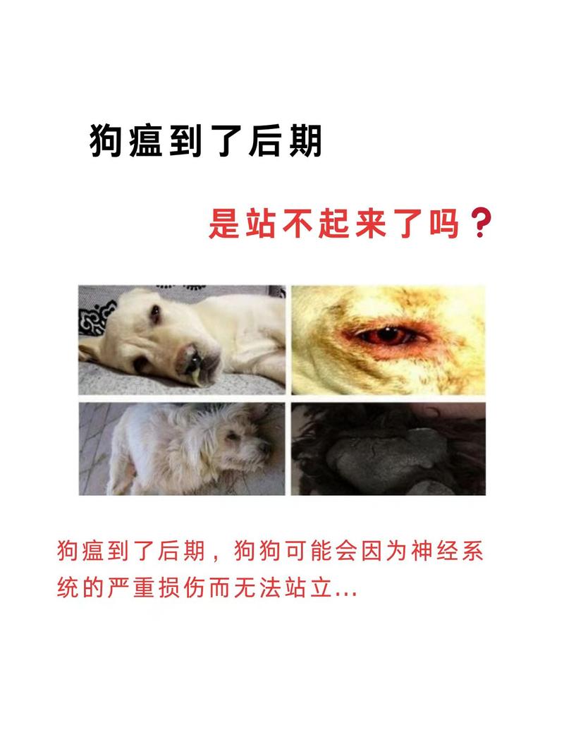 狗狗得狗瘟的症状,狗得了狗瘟症状?-第2张图片-后鲨宠物 狗狗得狗瘟的症状,狗得了狗瘟症状?-第2张图片-后鲨宠物