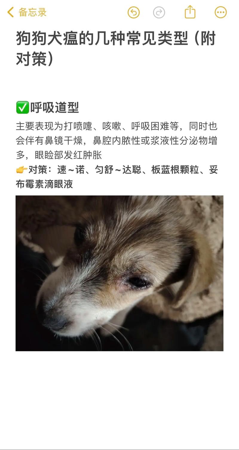 狗狗得狗瘟的症状,狗得了狗瘟症状?-第4张图片-后鲨宠物 狗狗得狗瘟的症状,狗得了狗瘟症状?-第4张图片-后鲨宠物