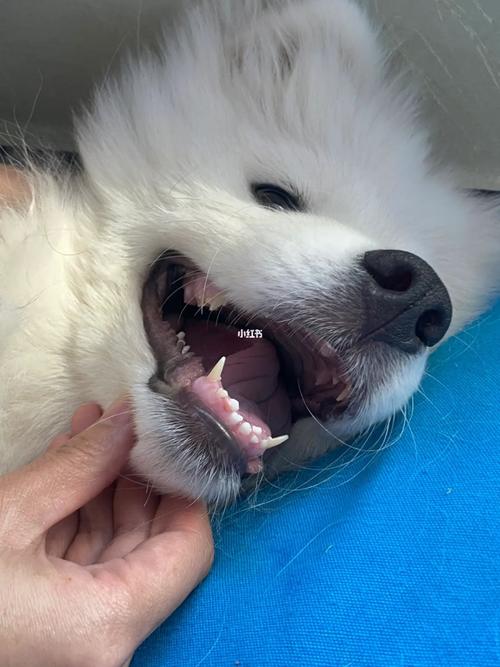 狗狗掉牙怎么办_狗狗掉牙会有什么反应