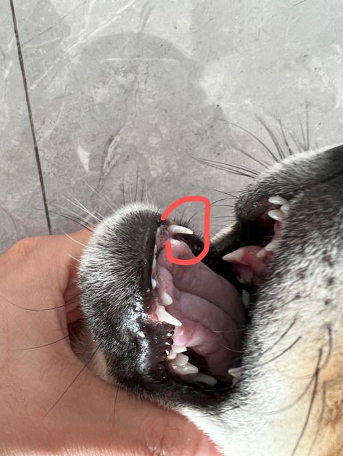 狗狗掉牙怎么办_狗狗掉牙会有什么反应-第3张图片-后鲨宠物 狗狗掉牙怎么办_狗狗掉牙会有什么反应-第3张图片-后鲨宠物