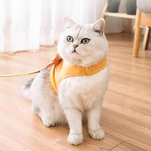 猫咪可以吃鱼肝油吗_猫咪可以吃鱼肝油吗-第2张图片-后鲨宠物 猫咪可以吃鱼肝油吗_猫咪可以吃鱼肝油吗-第2张图片-后鲨宠物