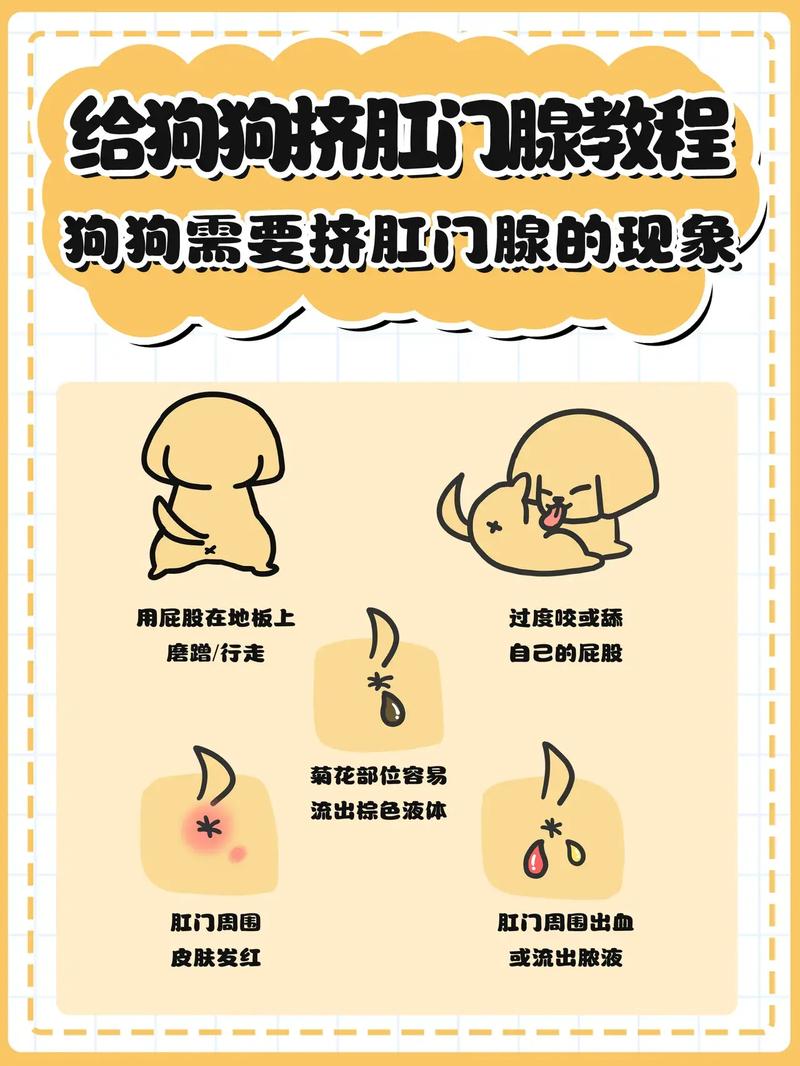 狗狗必须挤肛门腺吗_狗狗一定要挤肛门腺-第6张图片-后鲨宠物