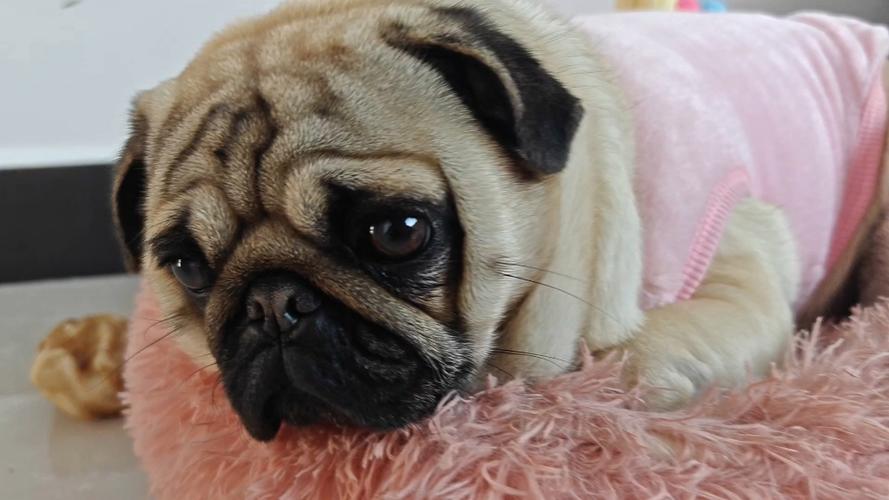  狗狗不开心的表现，狗狗不开心怎么办?