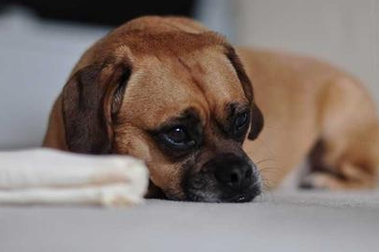  狗狗不开心的表现，狗狗不开心怎么办?-第2张图片-后鲨宠物