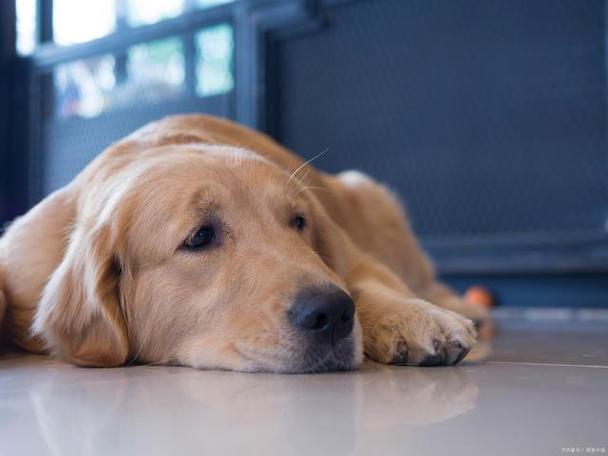  狗狗不开心的表现，狗狗不开心怎么办?-第5张图片-后鲨宠物