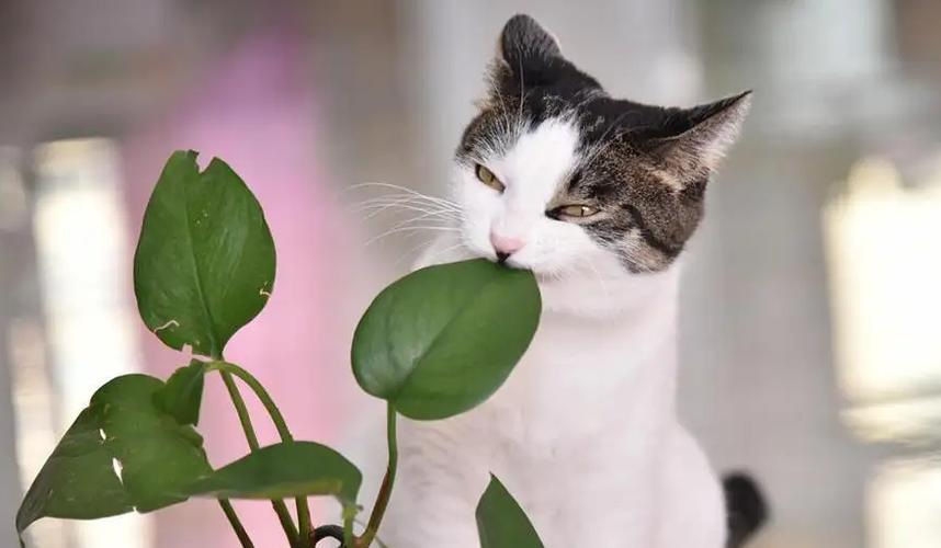 猫咪能吃绿萝吗_猫咪能吃绿萝吗有毒吗-第3张图片-后鲨宠物