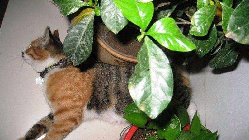 猫咪能吃绿萝吗_猫咪能吃绿萝吗有毒吗-第4张图片-后鲨宠物