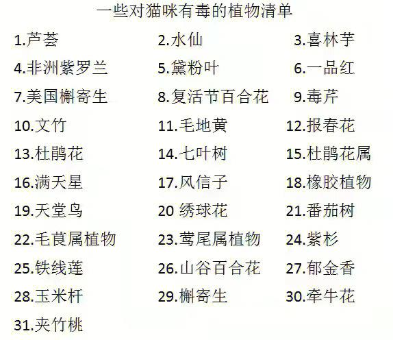 猫咪能吃绿萝吗_猫咪能吃绿萝吗有毒吗-第5张图片-后鲨宠物