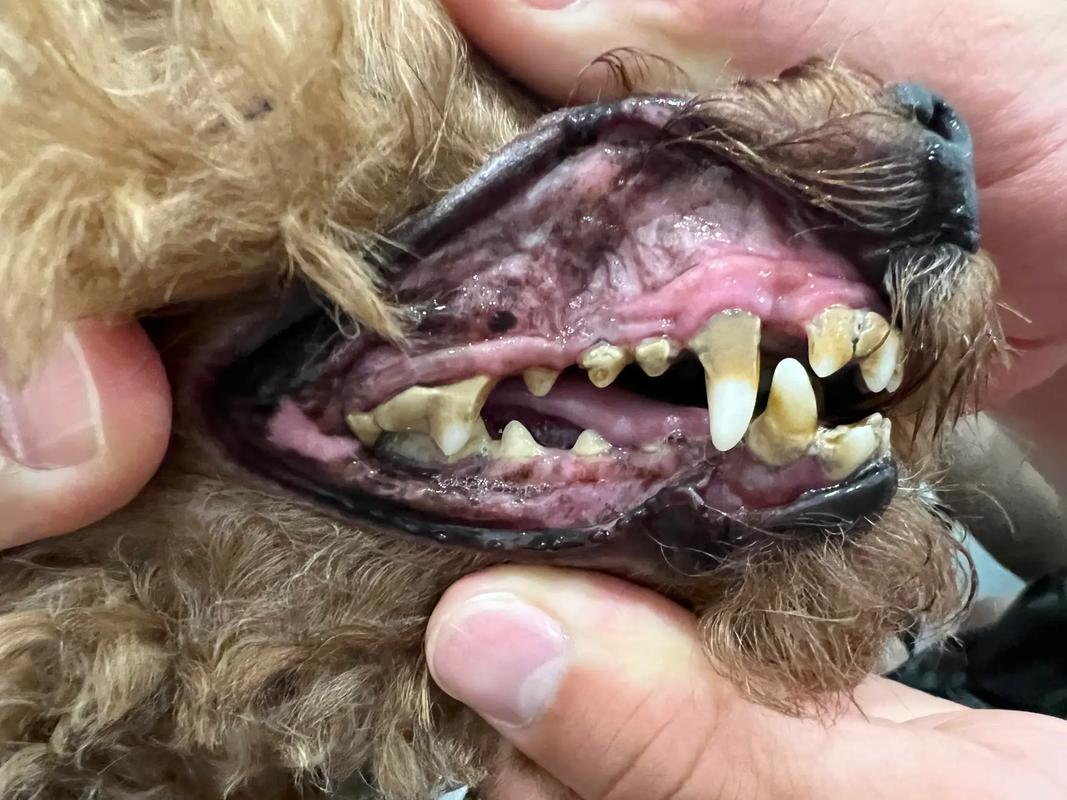 狗狗去除牙结石小妙招_狗狗去除牙结石最有效的方法-第2张图片-后鲨宠物 狗狗去除牙结石小妙招_狗狗去除牙结石最有效的方法-第2张图片-后鲨宠物