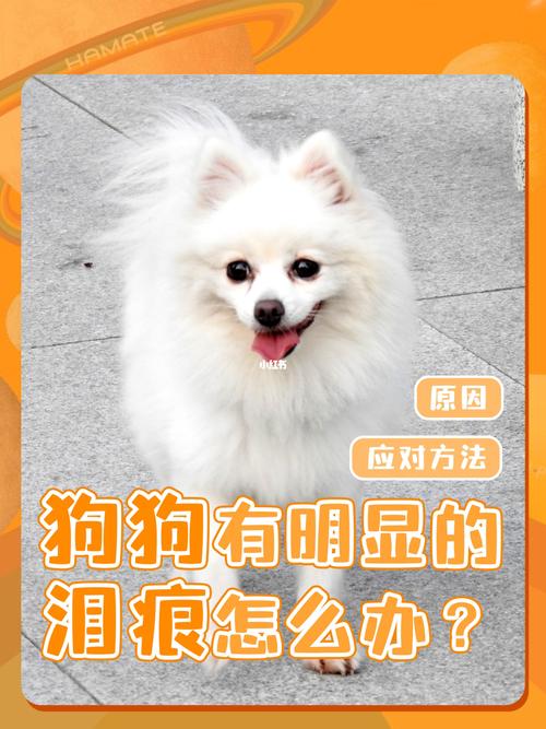 狗狗泪痕是什么原因，狗狗有泪痕是什么原因该怎么办？