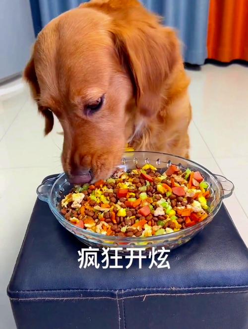 狗狗可以吃蛋炒饭吗,狗子可以吃蛋炒饭吗-第4张图片-后鲨宠物 狗狗可以吃蛋炒饭吗,狗子可以吃蛋炒饭吗-第4张图片-后鲨宠物