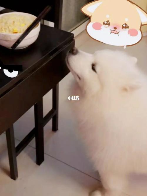 狗狗可以吃蛋炒饭吗,狗子可以吃蛋炒饭吗-第5张图片-后鲨宠物 狗狗可以吃蛋炒饭吗,狗子可以吃蛋炒饭吗-第5张图片-后鲨宠物