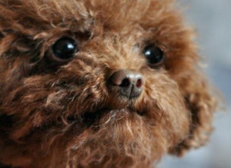 泰迪狗狗能吃西瓜吗,泰迪小狗能吃西瓜吗-第2张图片-后鲨宠物 泰迪狗狗能吃西瓜吗,泰迪小狗能吃西瓜吗-第2张图片-后鲨宠物