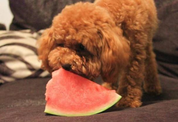 泰迪狗狗能吃西瓜吗,泰迪小狗能吃西瓜吗-第5张图片-后鲨宠物 泰迪狗狗能吃西瓜吗,泰迪小狗能吃西瓜吗-第5张图片-后鲨宠物