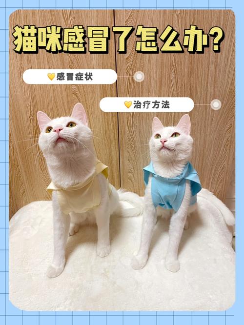 猫咪感冒会自愈吗，猫咪感冒会自愈吗会传染吗
