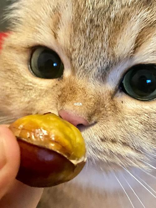 猫咪能吃栗子吗,猫可以吃栗子吗??-第3张图片-后鲨宠物 猫咪能吃栗子吗,猫可以吃栗子吗??-第3张图片-后鲨宠物