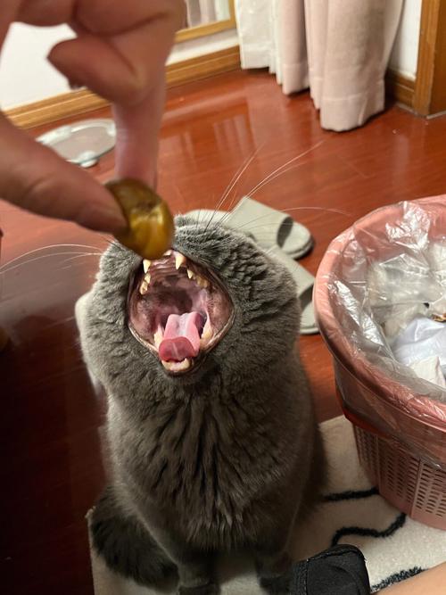 猫咪能吃栗子吗,猫可以吃栗子吗??-第4张图片-后鲨宠物 猫咪能吃栗子吗,猫可以吃栗子吗??-第4张图片-后鲨宠物