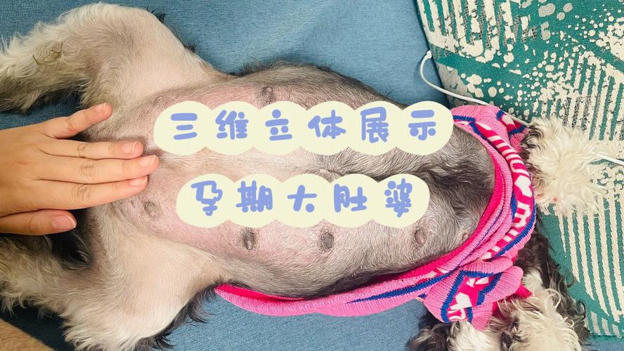 狗狗怀孕二十天的症状,狗狗怀孕二十一天什么表现?-第2张图片-后鲨宠物 狗狗怀孕二十天的症状,狗狗怀孕二十一天什么表现?-第2张图片-后鲨宠物