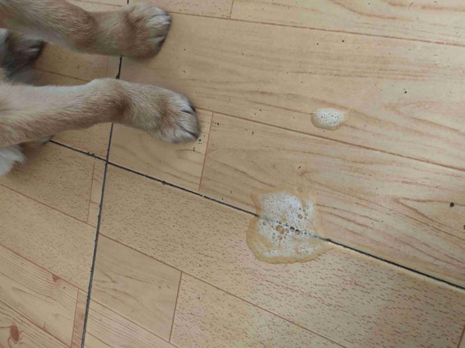 狗狗怀孕二十天的症状,狗狗怀孕二十一天什么表现?-第4张图片-后鲨宠物 狗狗怀孕二十天的症状,狗狗怀孕二十一天什么表现?-第4张图片-后鲨宠物