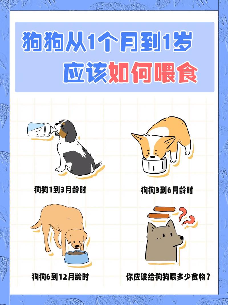 给狗狗喂食的正确方法_狗狗饲喂指南-第4张图片-后鲨宠物 给狗狗喂食的正确方法_狗狗饲喂指南-第4张图片-后鲨宠物