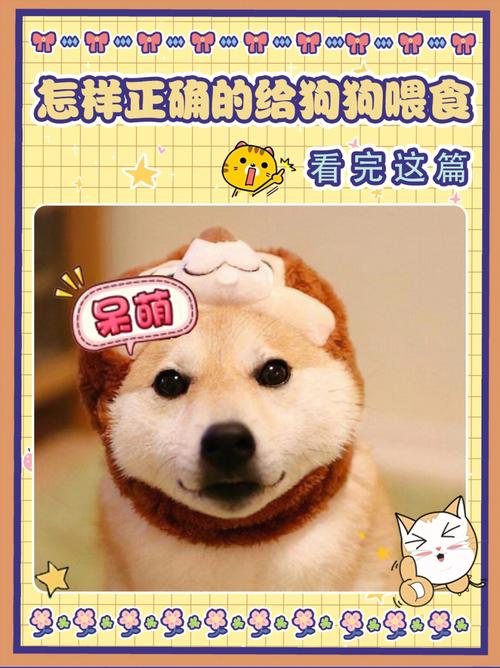 给狗狗喂食的正确方法_狗狗饲喂指南-第5张图片-后鲨宠物 给狗狗喂食的正确方法_狗狗饲喂指南-第5张图片-后鲨宠物