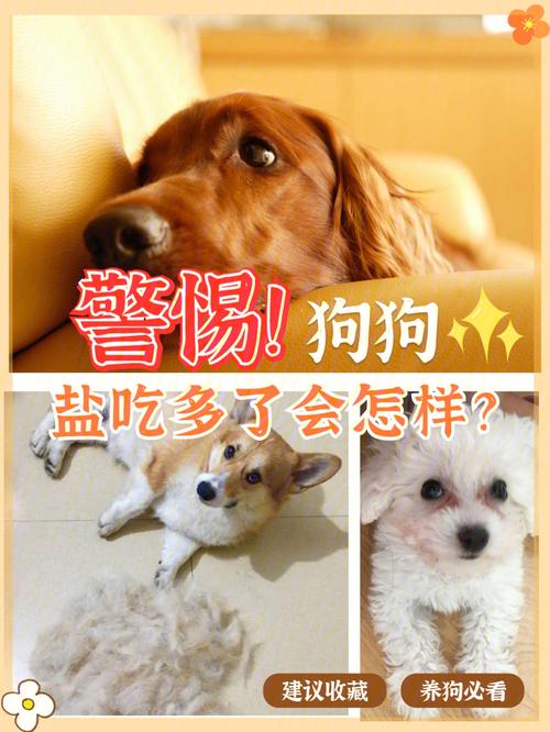 狗狗吃咸了的症状_狗狗吃太咸的食物会怎么样